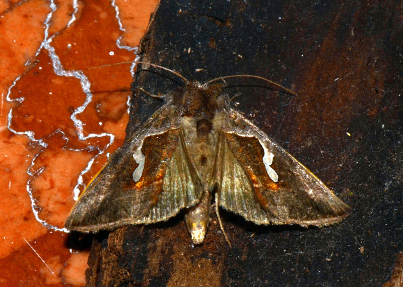 Noctuidae Macdunnoughia confusa